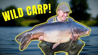 River Carp Fishing How To Hunt For Wild Carp