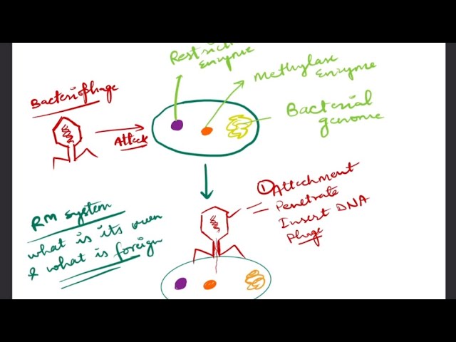 Basic Principle of Biotechnology for Class 12