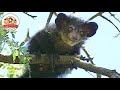 【地元では不吉な動物!?】珍獣・アイアイを絶滅から救え!マダガスカルでの捕獲作戦に密着【どうぶつ奇想天外/WAKUWAKU】