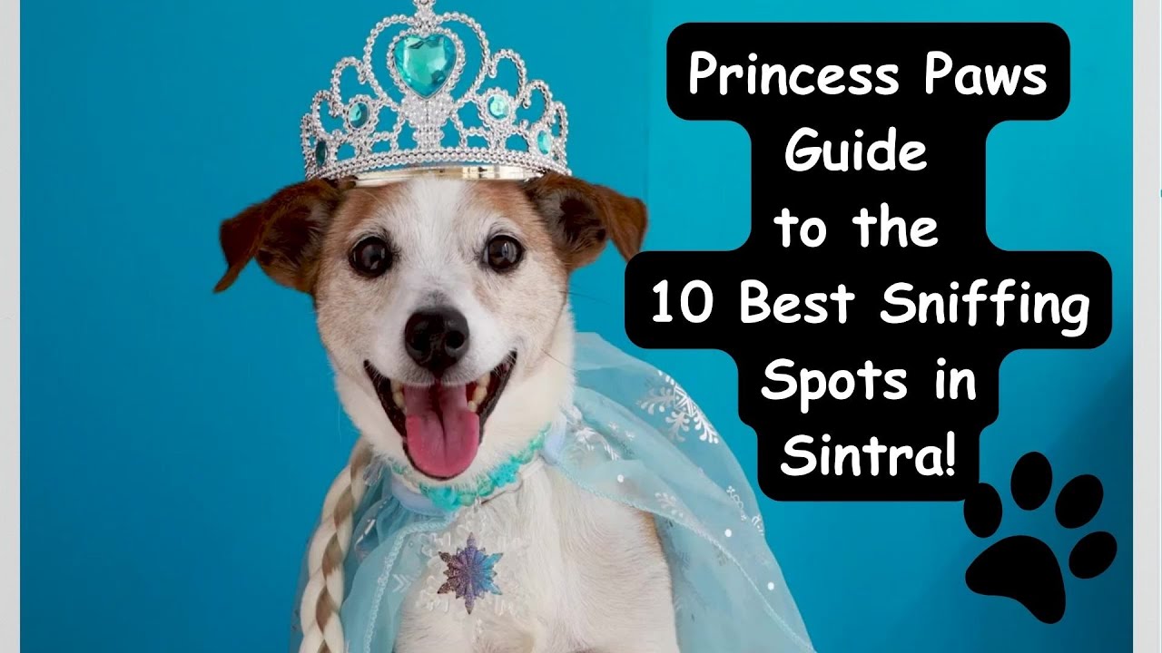 Can you bring your Dog to Sintra? | A furry-friendly Guide for 2023