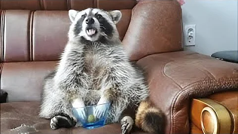 This raccoon's reaction when it runs out of grapes is just priceless
