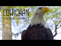 Tourism cowichan  the raptors