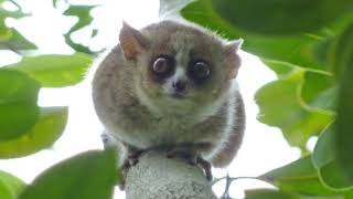 Evolution of lemurs | Wikipedia audio article