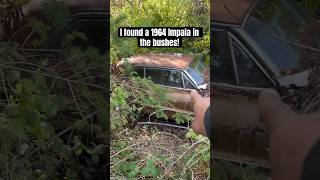 Who wants to help me save this Impala #musclecar #barnfinds #1964impala #viral #shorts