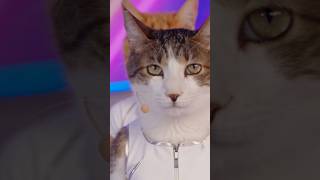 ๊ฐ๋ค์ด ์ด์๋ง์ฐ์ต๋๐18์ธ ์ฅ์๊ณ ์์ด ๋ง๋ฅ์ด์ถค์ ์ด๋ ์ #a20lite #neon #cat