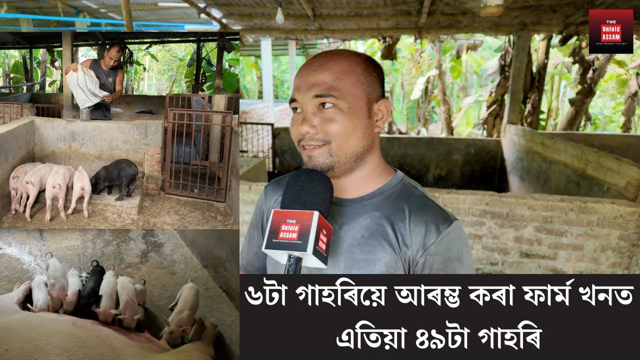 ৬টা গাহৰিয়ে আৰম্ভ কৰা ফাৰ্ম খনত এতিয়া ৪৯টা গাহৰি || উপাৰ্জন লাখ লাখ টকা || The Unfold ASSAM