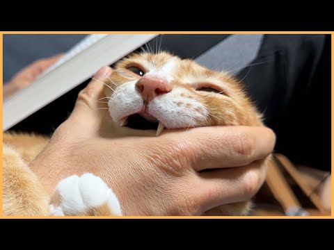 사자 아닙니다. 고양이 입니다.