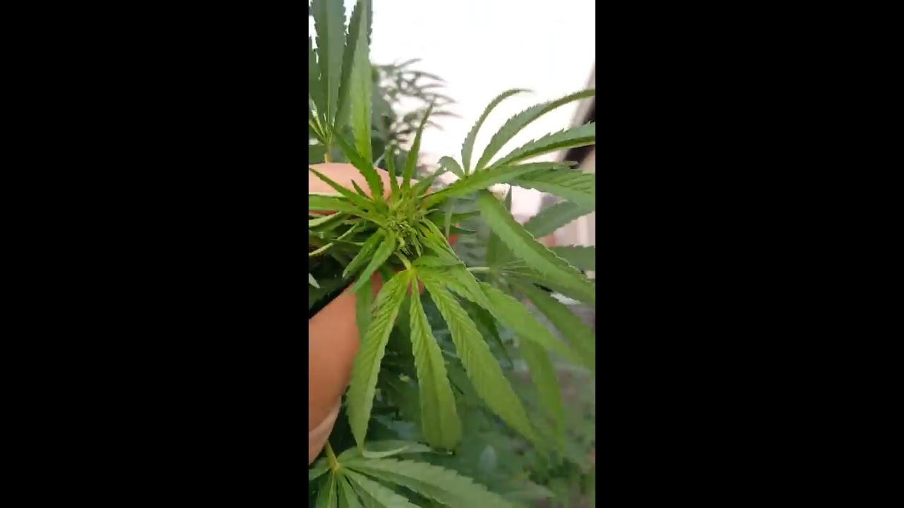 Ommp Outdoor grow update