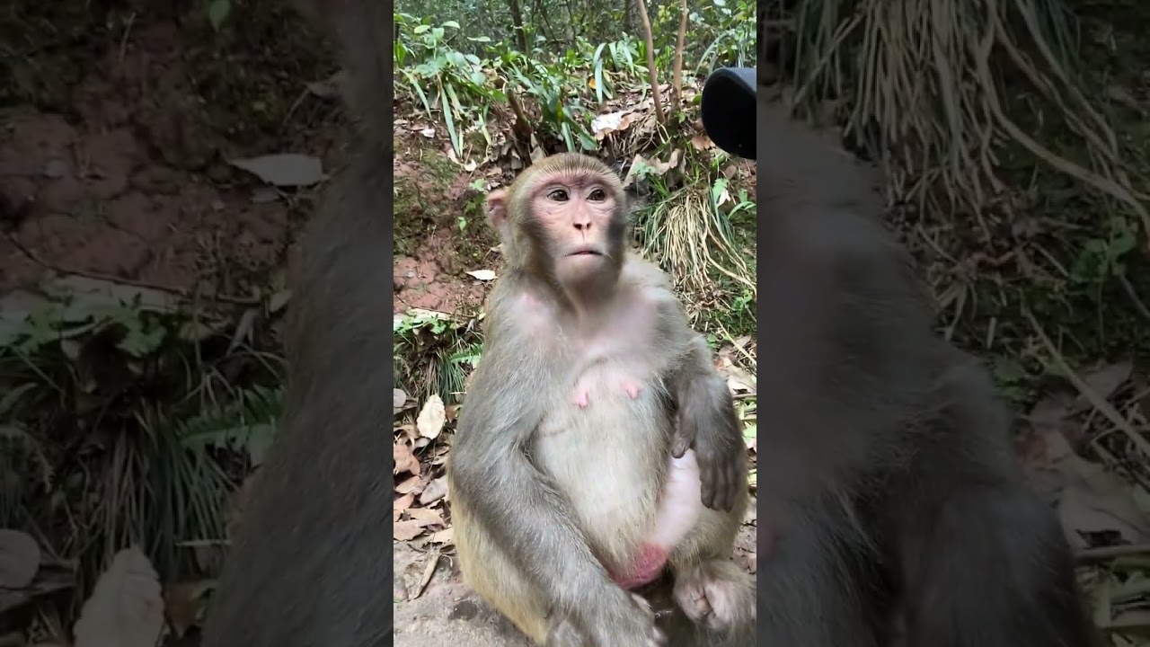 HAVE A NICE DAY AWW MONKEY .....