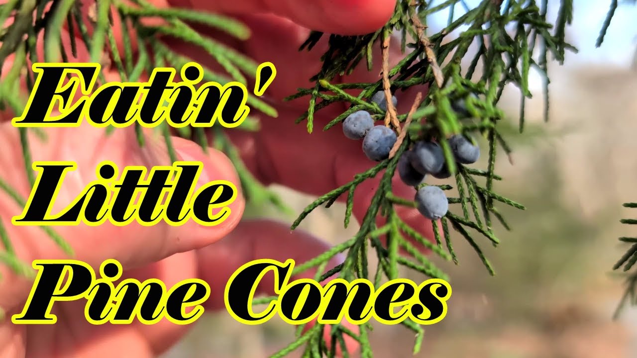 Eating Juniper Berries, Drinking Pine Tea, and Thoughts on Scurvy