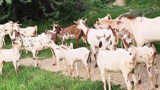 Elevages Des Capris Dans Un Ferme Naturel