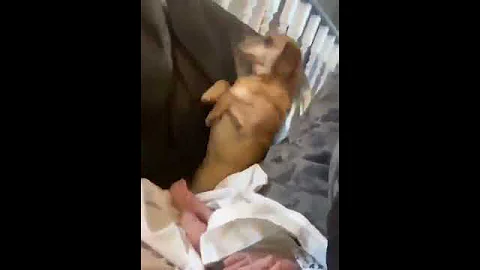 the dog's reaction to stinky diaper tho!😆😆😂😂🙈