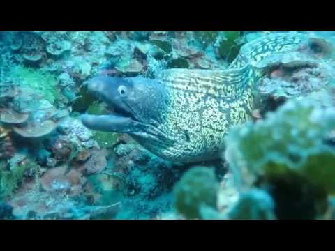 ⁣Massimo Merlotti Immersione a Levanto Punta Mesco
