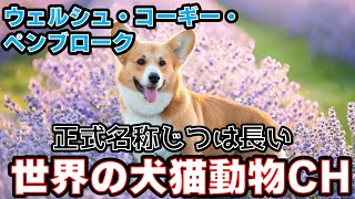 短足の英雄!ウェルシュ・コーギー・ペンブロークの歴史と魅力_#世界の犬猫動物CH
