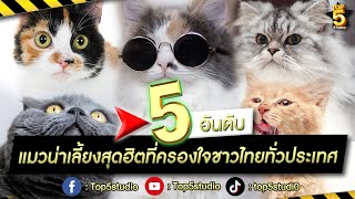 5 อันดับ แมวน่าเลี้ยงสุดฮิตที่ครองใจชาวไทยทั่วประเทศ | น่ารักทุกตัวบอกเลย