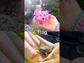 Animal Names | Kids Learn at the Waterfall: Chicken Owl Crocodile Frog Oryx