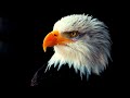 Relaxing eagle   flying with super calming  music for meditation  study work