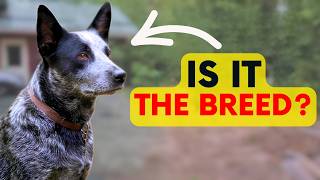 Why Your Dog Is Actually Lunging (And How to Fix It)