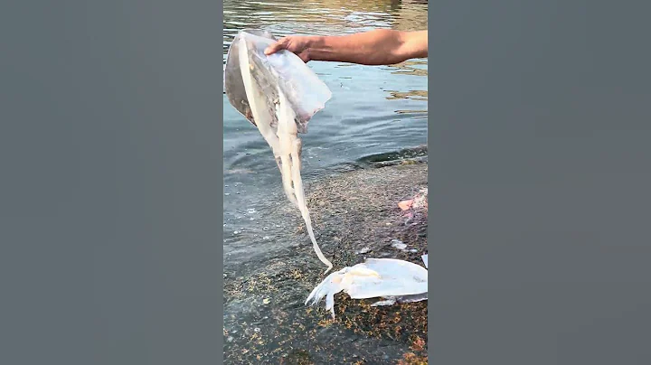 來廟灣島，當然要吃海鮮，我喜歡吃大墨魚，白灼+芥茉，正啊 - 天天要聞