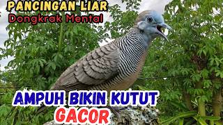 Bikin EMOSI! Suara Perkutut Lokal Gacor di Alam Pemikat Burung Paling Efektif
