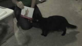 Cats Crazy Over Birthday Card