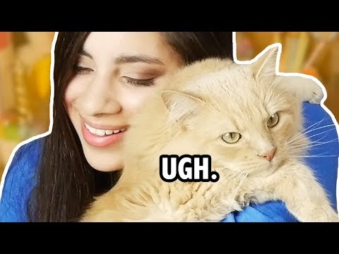 My Cat Stealing