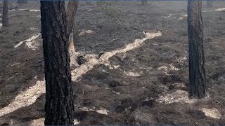 Spring Pine fire leaves Bastrop State Park charred and smoky