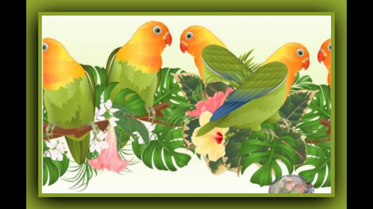 A los Agapornis se les conoce como pájaros del amor 💞 pero no son ...