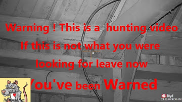 Ratting atThe mill Slow motion 4k Pro