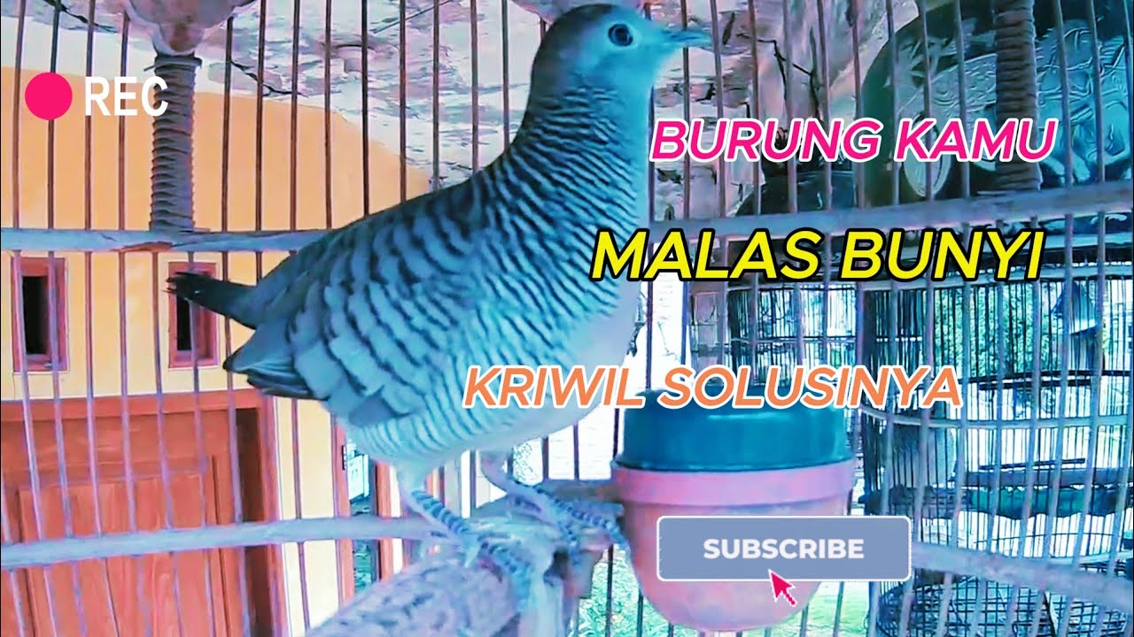 perkutut lokal alam #perkutut #viral #shorts