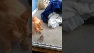 Mouse Shows Cat Whos Boss Viralhog