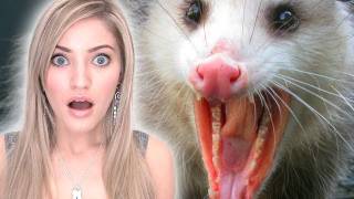 OPOSSUM ATTACK!!!!!!