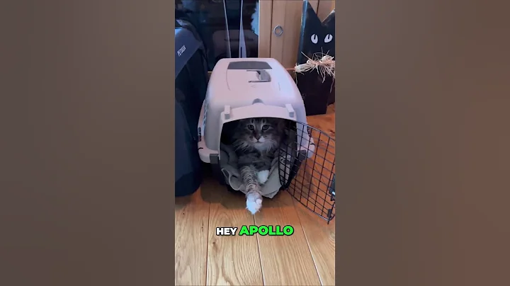 Video 11751811: maine coon cats love