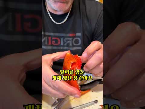 살면서 처음 본 랍스터의 비밀ㄷㄷ thumbnail
