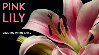 Pink Lilies - Time-lapse with Music