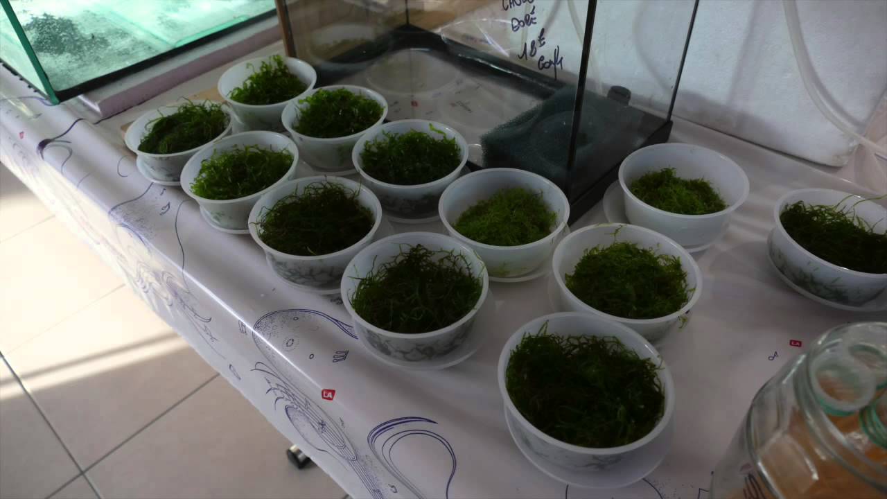 Fischbörse Loupershouse Frankreich 2015