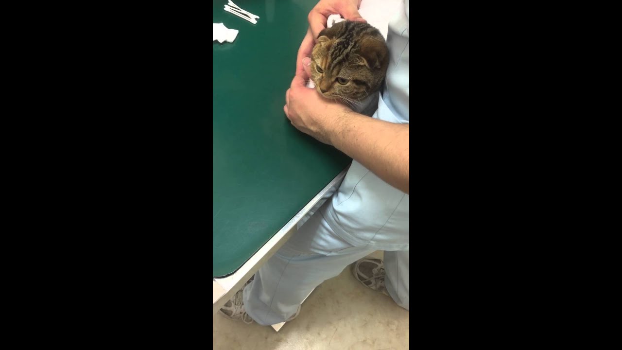 スコテッシュ【猫】 動物病院で耳垢とり　My kitty had removed the EARWAX at a veterinary clinic