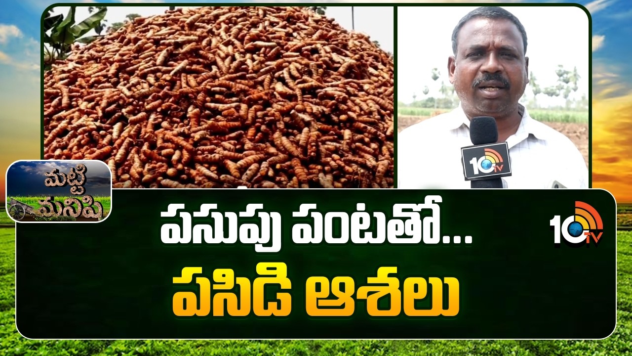Turmeric Cultivation | Golden Opportunity for Farmers | పసుపు పంటతో... పసిడి ఆశలు | Matti Manishi