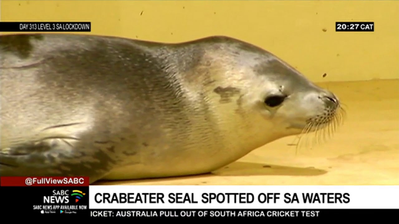 Crabeater Seal spotted on KwaZuluNatal coastline YouTube