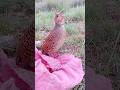 Paltu Teetar Ki Calm Wild Calling | Pet Partridge#paltuteetar #petpartridge #birdsounds #nature