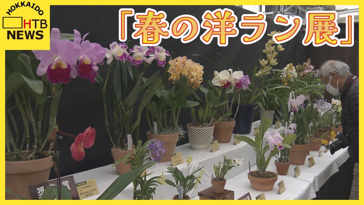 雪の札幌で「春の洋ラン展」　北区・百合が原緑のセンター