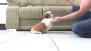 Manju Tricks  Shihtzu 3 months old