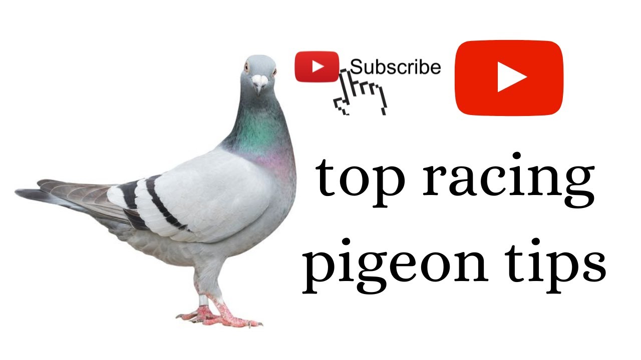 the airwaves of the racing pigeons you need to know this for top racing ...