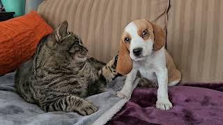 Adorable lemon beagle puppy wants to snuggle with the cat