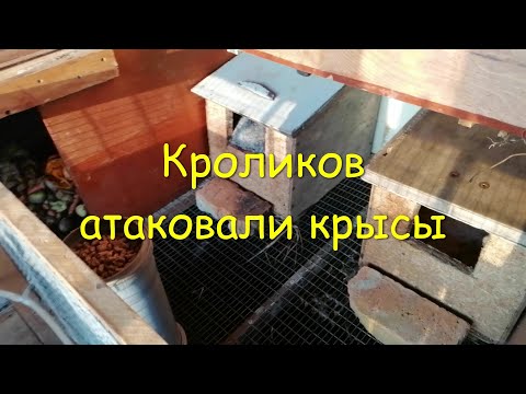 Автономные кролики на даче зимой-3