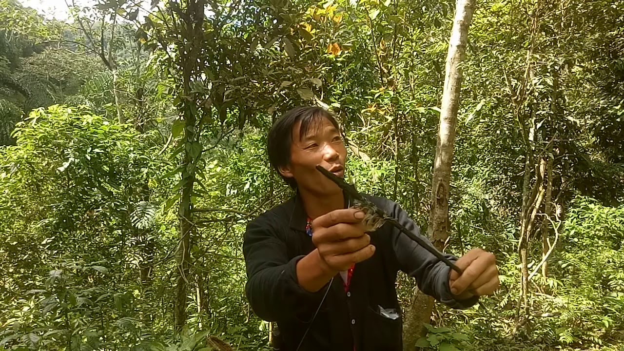 Yos hav zoov cuab txhua yam noog mag zoo heev