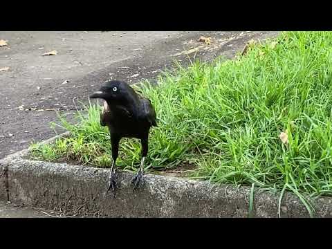 Australian Raven |