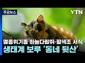 멸종위기종 하늘다람쥐·팔색조 서식...생태계 보루 &#39;동네 뒷산&#39; / YTN