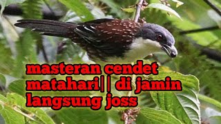 masteran cendet matahari||biar tambah rajin dan gacor'@jahid channel