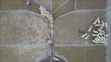 Horsham Saleyards for LSAV